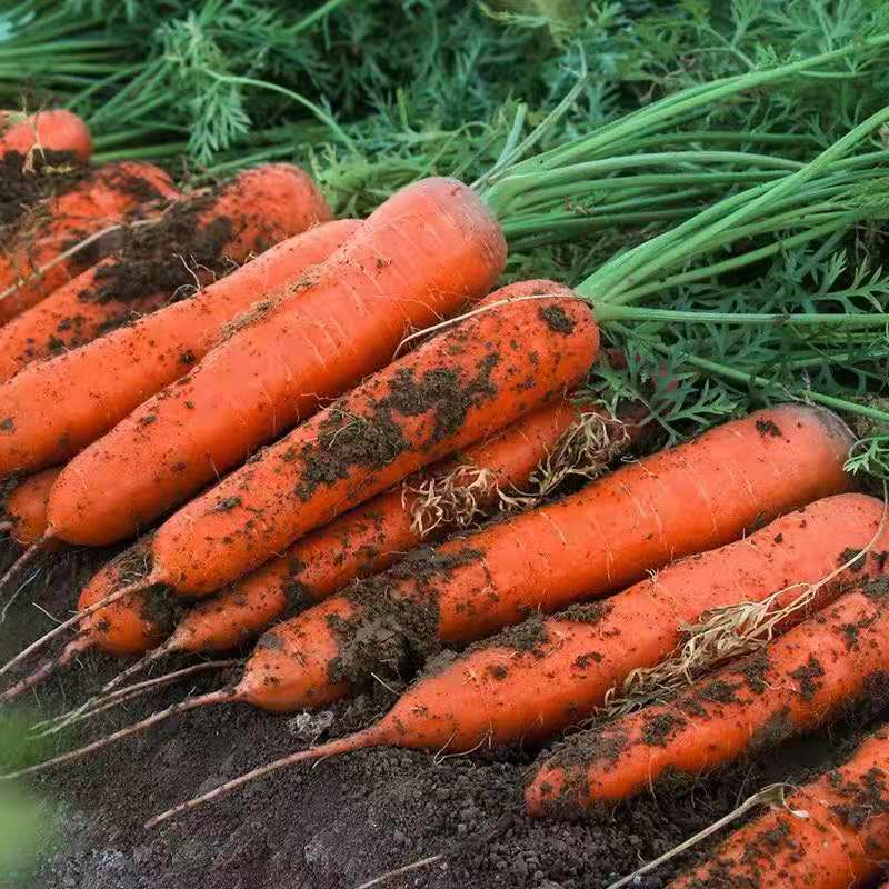 New Season Fresh Carrot