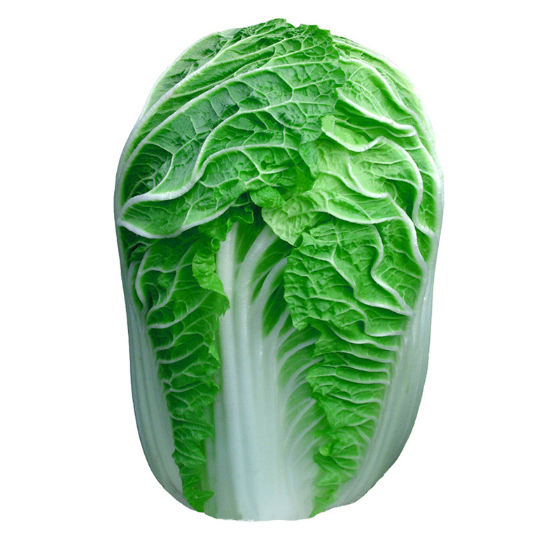 New Crop Fresh Chinese Celery Cabbage