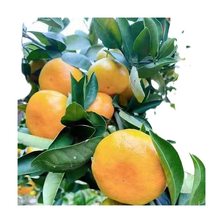 Export New Crop Good Quality China Mandarin Orange Baby Orange
