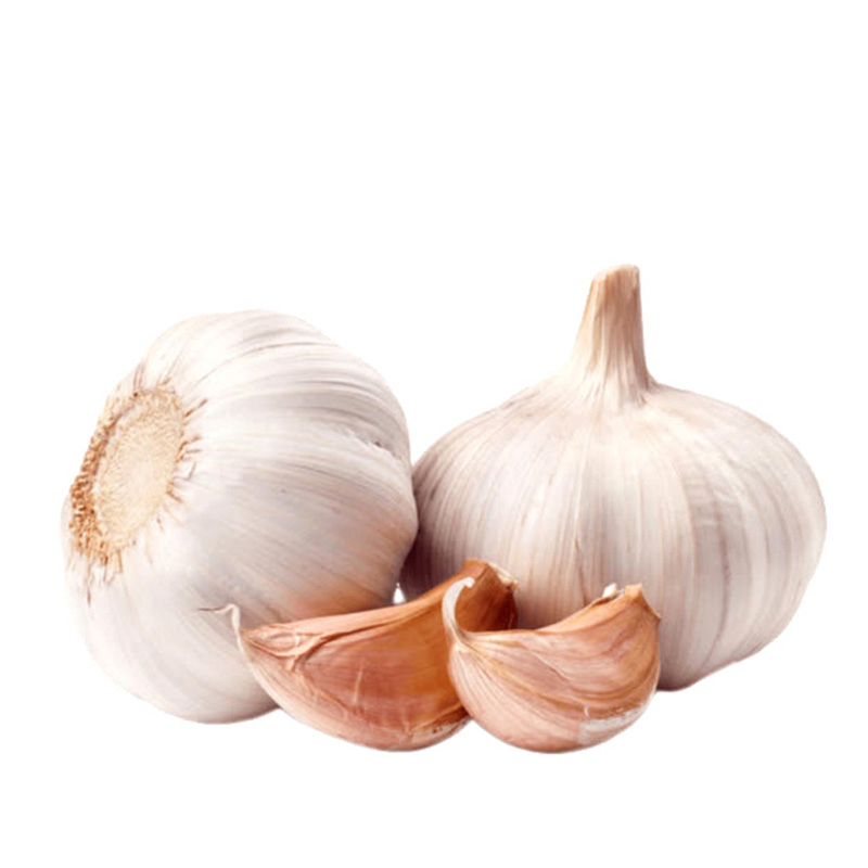 Best Quality Bulk Pure Fresh Normal White Garlic