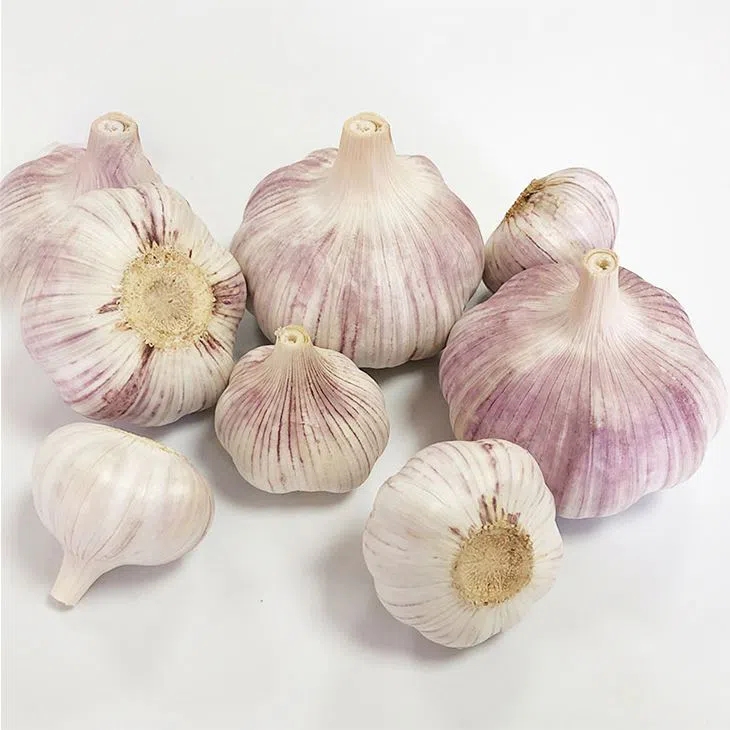 High Quality Fresh Garlic Normal White Gralic