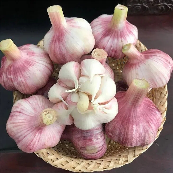 Fresh Garlic Normal & Pure White Gralic Top Quality Best Quality