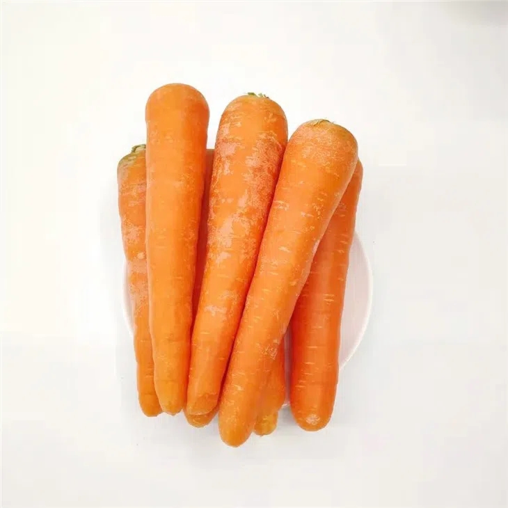 New Crop Fresh China Carrot Red Carrot