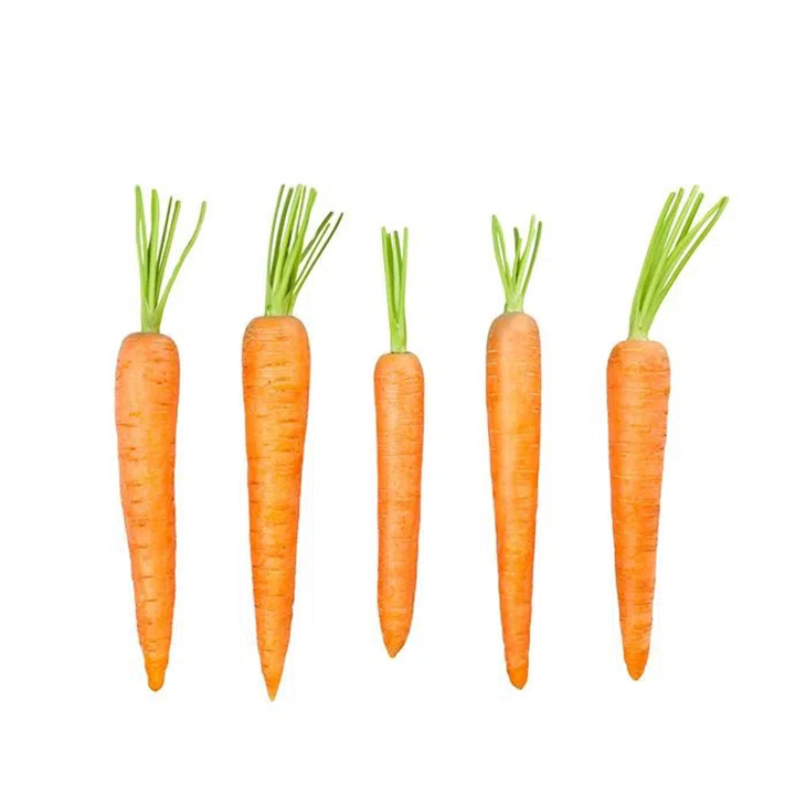 202２ New Crop Fresh Chinese Carrot/carrots Full Of Vitamin C Carrot
