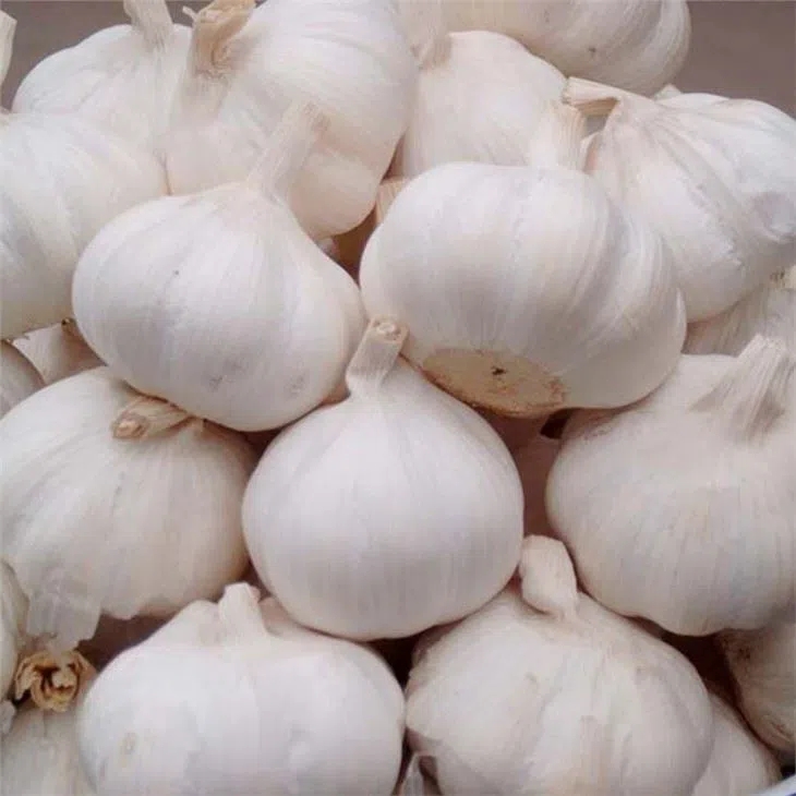 Fresh New Crop White Garlic