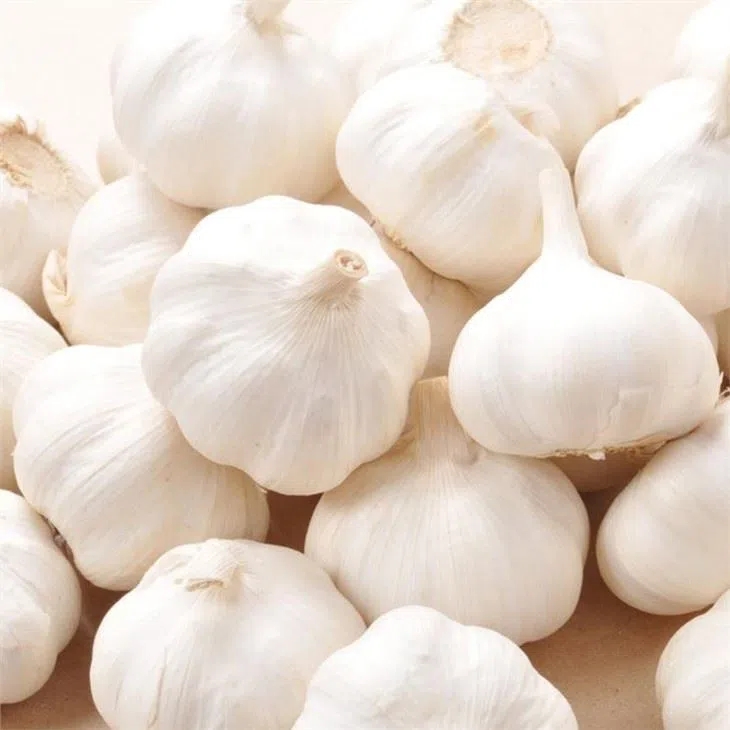 High Quality Fresh Normal White Gralic/ Purple Garlic And Red Garlic