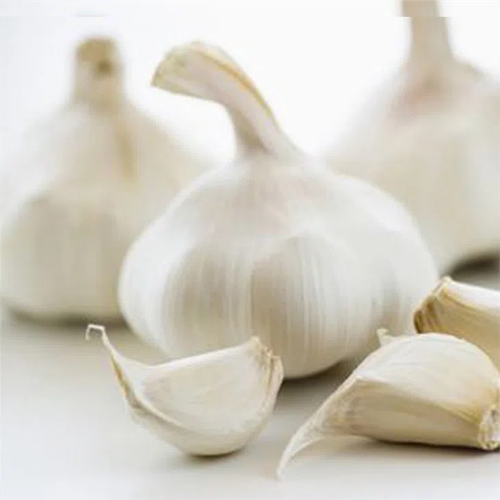 Fresh Garlic Normal & Pure White Gralic