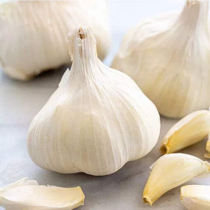 Directly Supply Best Quality fresh normal white garlic