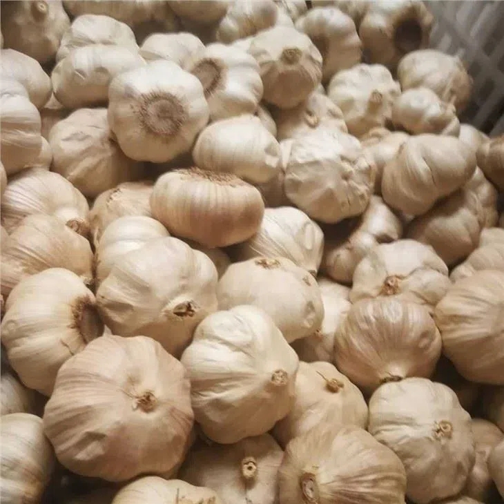 100% Pure Organic Fermenter Black Garlic