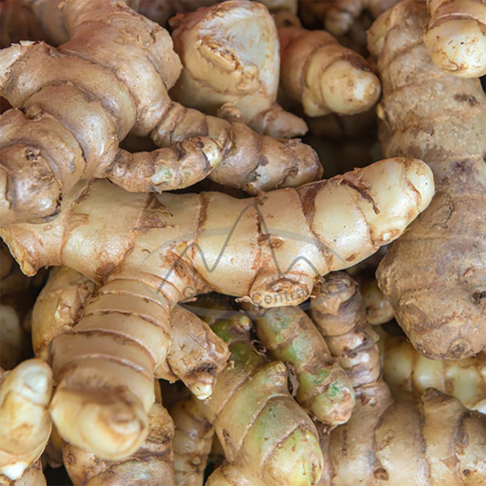 New Crop Fresh ginger good for taste