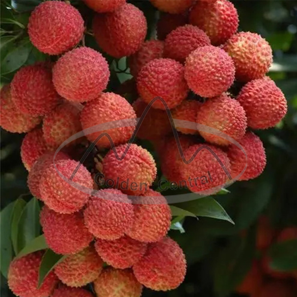 Fresh litchi