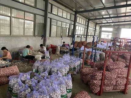 Garlic factory  (3)