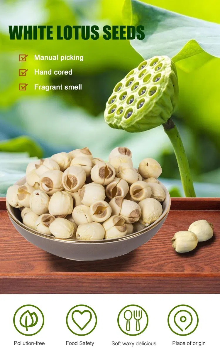 Lotus Seed
