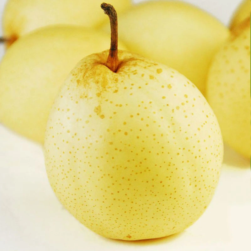 High Quality Chinese 2021 New Season Star Sweet and Juicy Ya Pear/Nashi Pear/Asian Pear